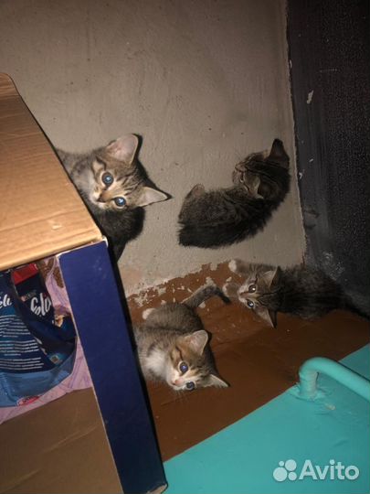 Котята в добрые руки