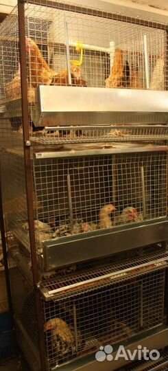 Клетка для кур до 72 голов 3-х ярусная на каркасе