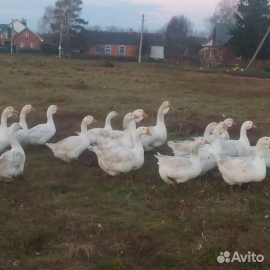 Гуси на завод