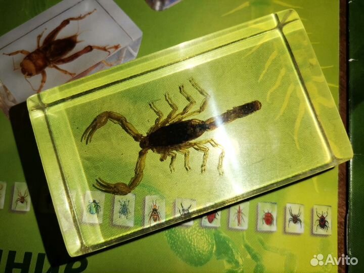 Скорпион из коллекции насекомых