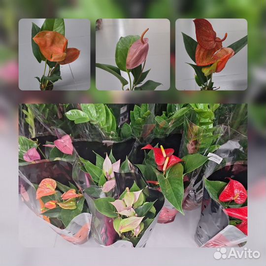 Кодиеум кротон