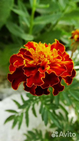 Бархатцы рассада