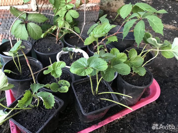 Саженцы клубники, сорт Азия