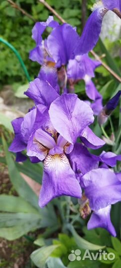 Ирисы