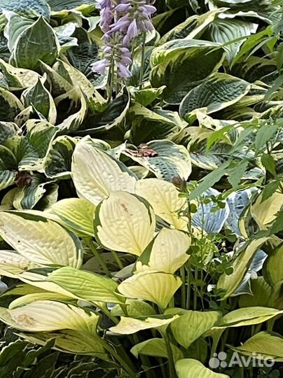 Хоста растение