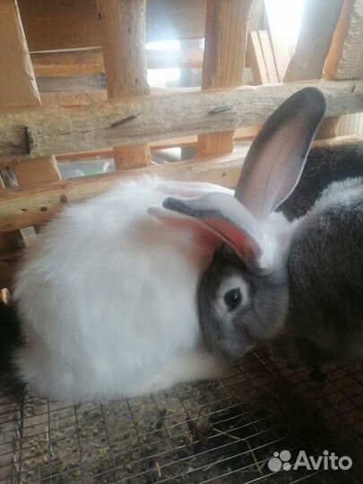 Кролики шиншилла