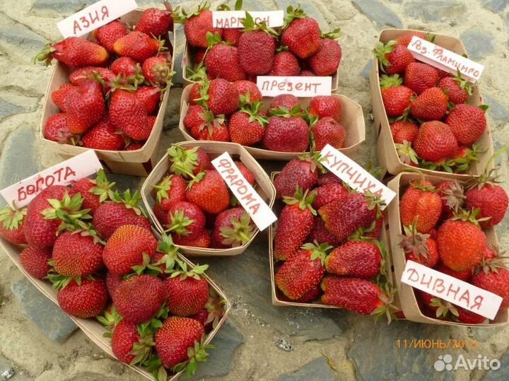 Рассада клубника клери Азия и ремонтантные