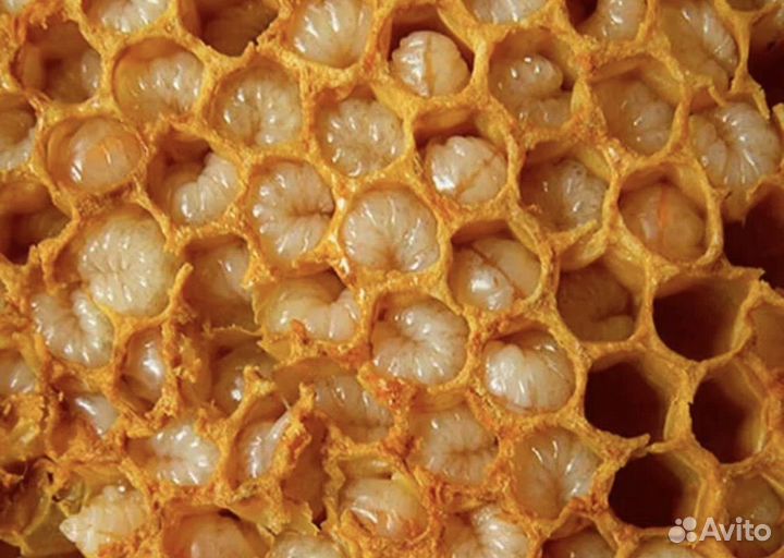 Гемогинат трутневый