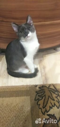 Котик 3,5 месяца
