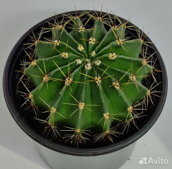 Кактус эхинопсис (подобный ежу)