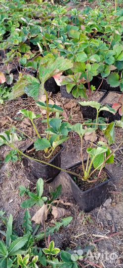 Рассада клубники. Мармелада