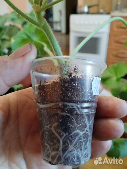 Пеларгония герань