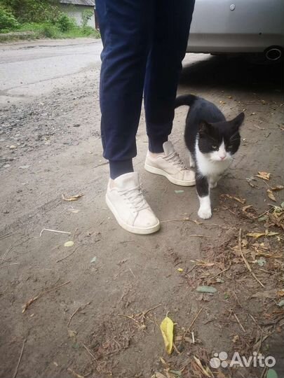 Кот в добрые руки