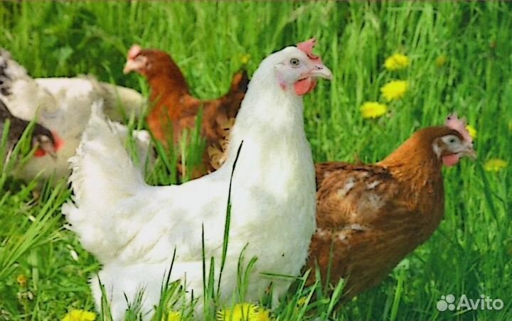 Куры молодки несушки рыжие белые доминанты