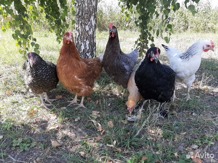 Курочки несушки
