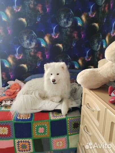 Передержка собак в домашних условиях