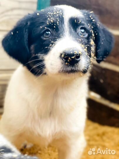 Отдам в добрые руки