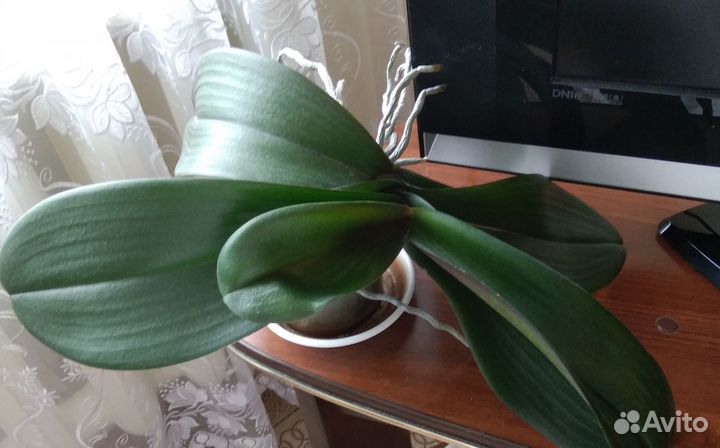 Орхидея, герань, фиалки