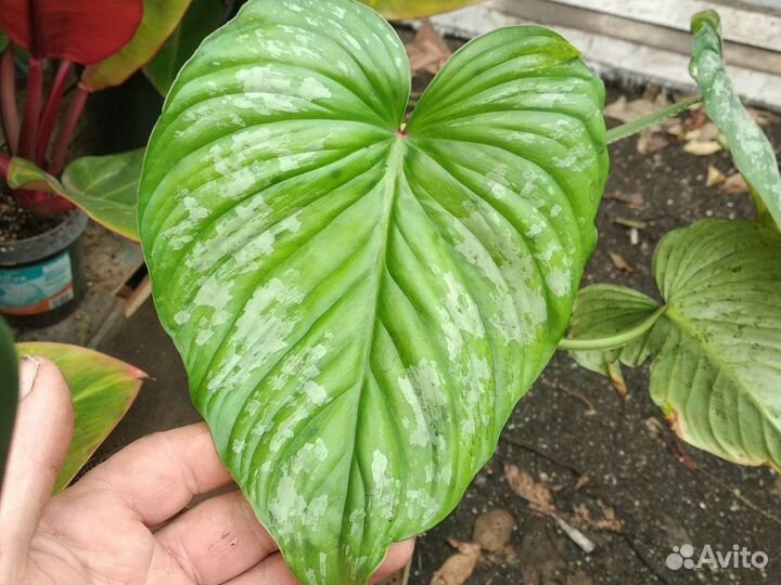 Филодендрон мамей (Philodendron Mamei)