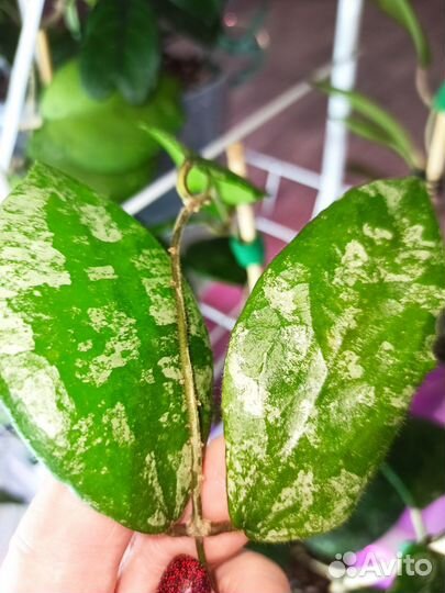 Хойи на срез