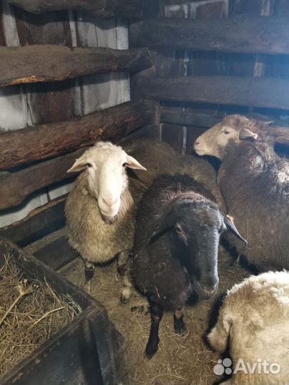 Ярки бараны дорпер