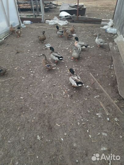 Подсадные утки