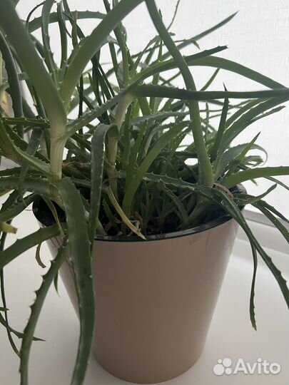 Алоэ большой