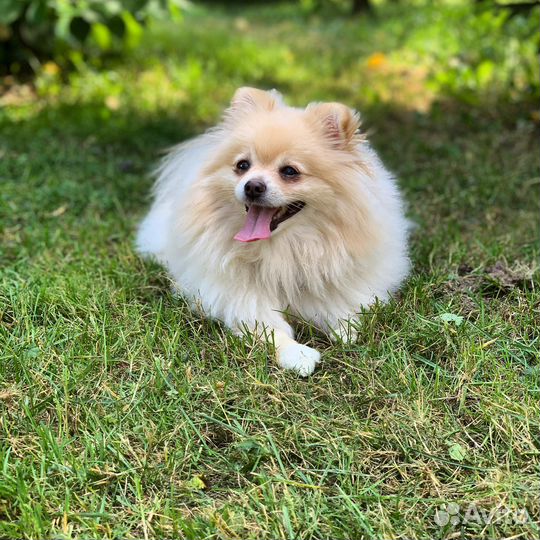 Передержка Собак