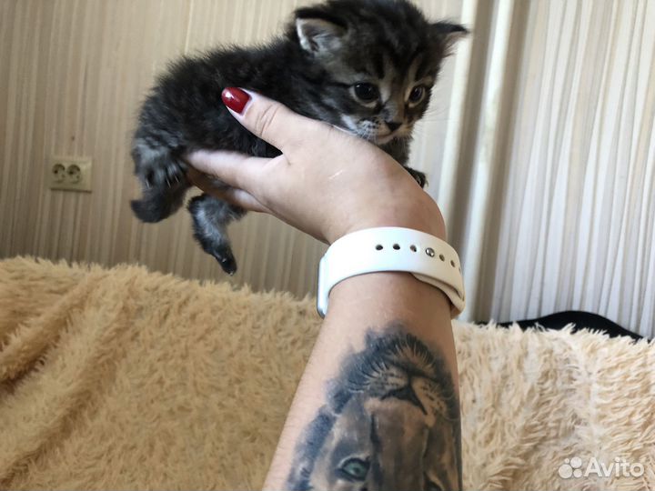 Тайские котята