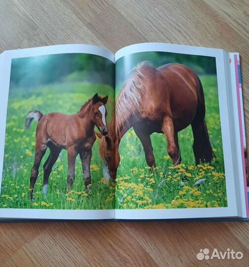 Яркая книга-альбом 