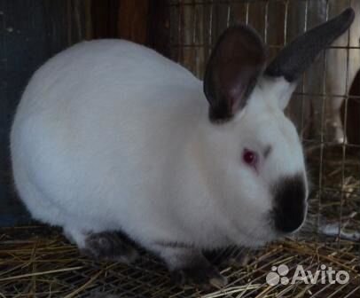 Кролики, комбикорм