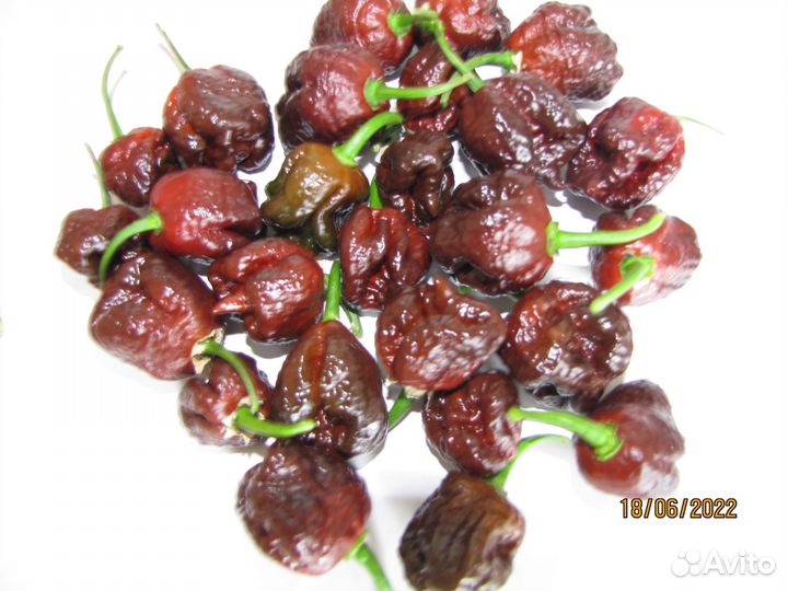 Куст перца острого. Carolina Reaper Chocolate