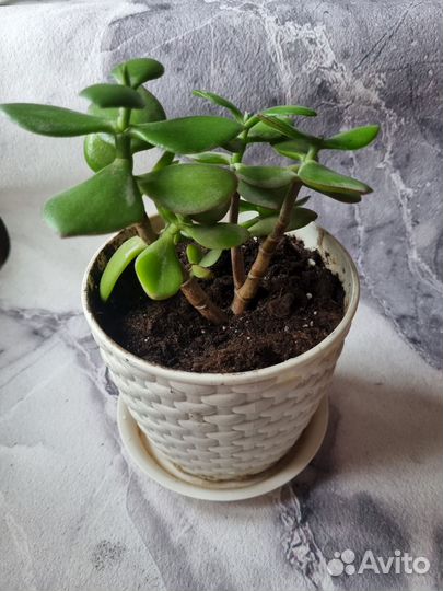 Толстянка, красула, жирянка, денежное дерево