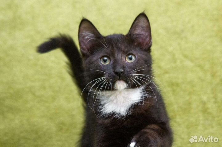 Котёнок, маркизный малыш ищет семью