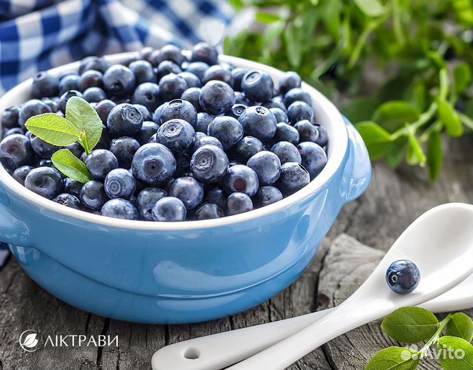 Черника последний сбор