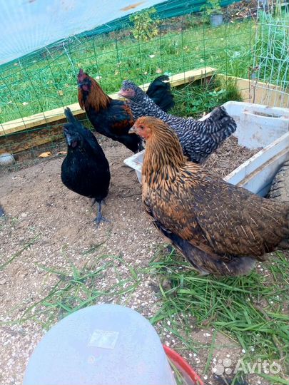 Куры молодки