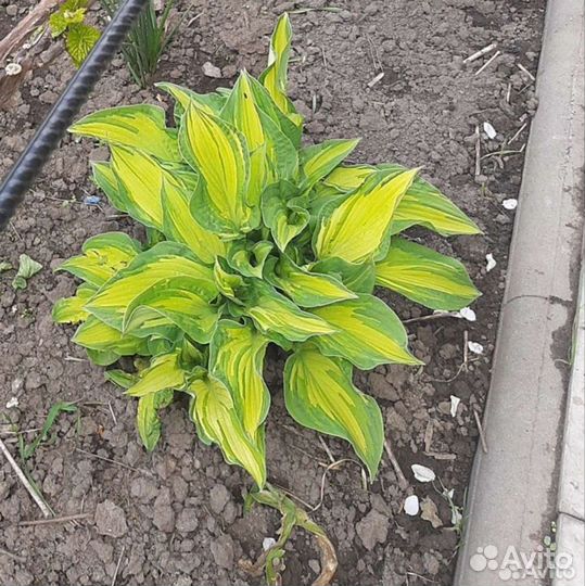 Хоста растение