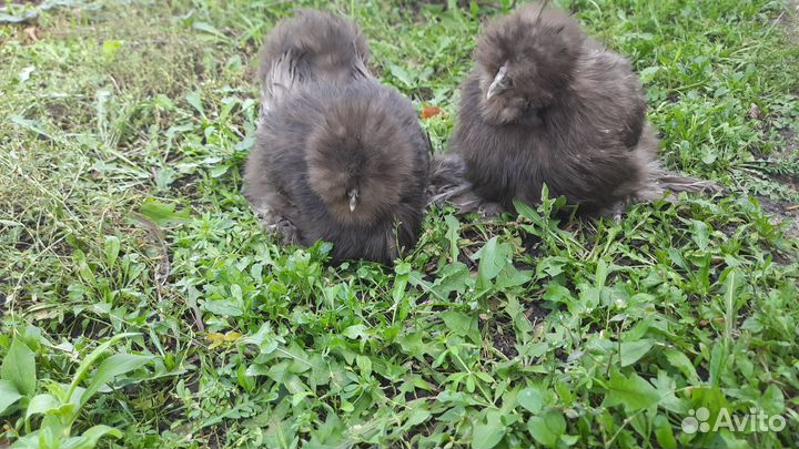 Породные куры