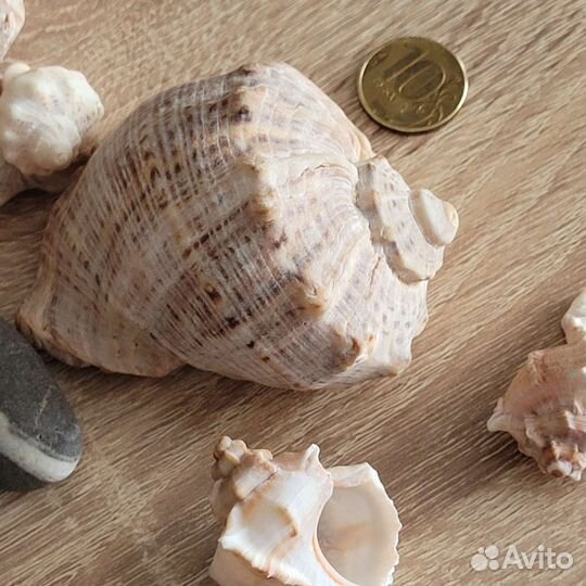 Ракушка морская