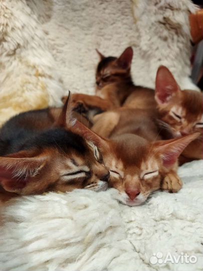 Абиссинская