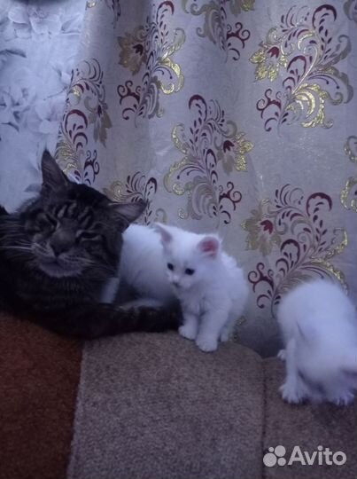 Котята мейн-кун