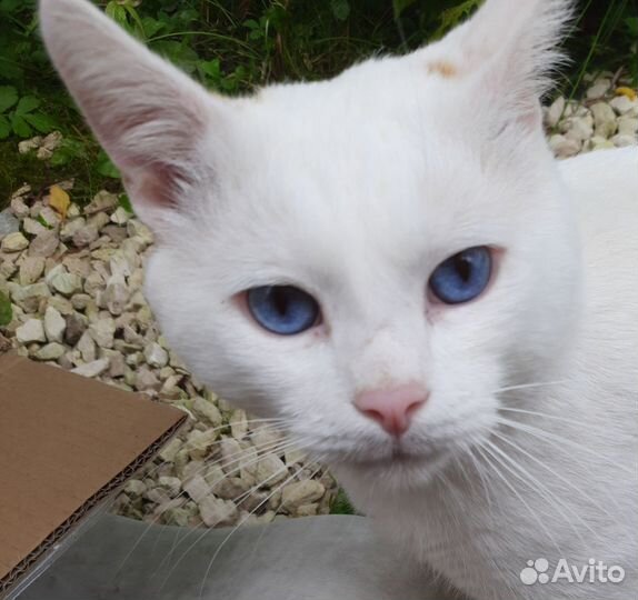 Котик ищет дом