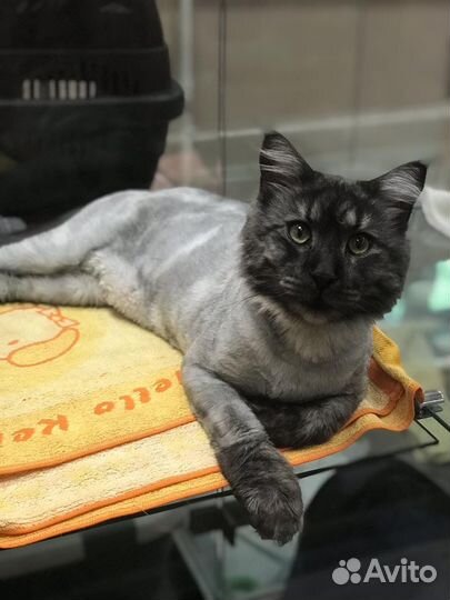 Стрижка собак и кошек