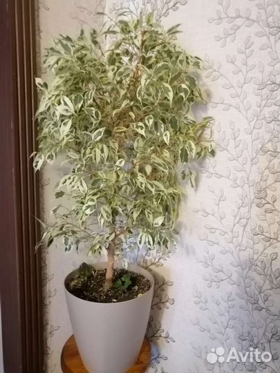 Бенджамина