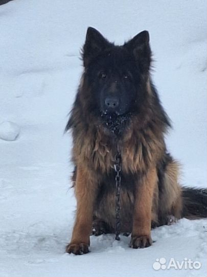 Немецкая овчарка вязка Кабель