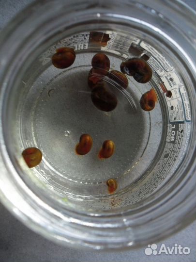 Улитки Катушки