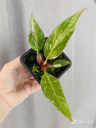 Филодендроны вариегатные