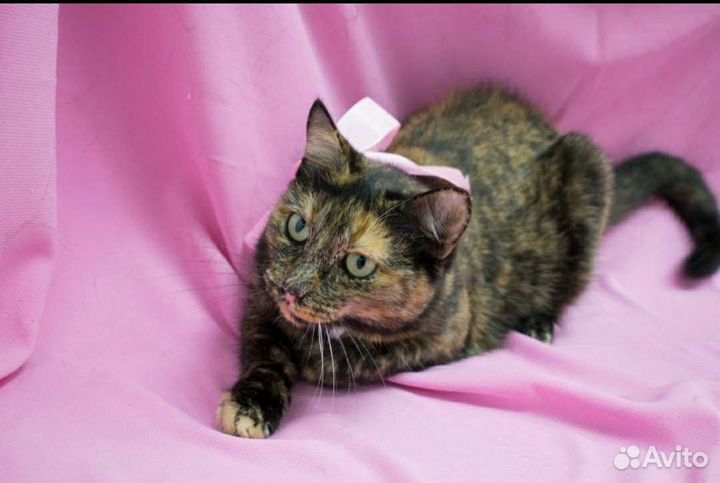 Кошка в добрые руки