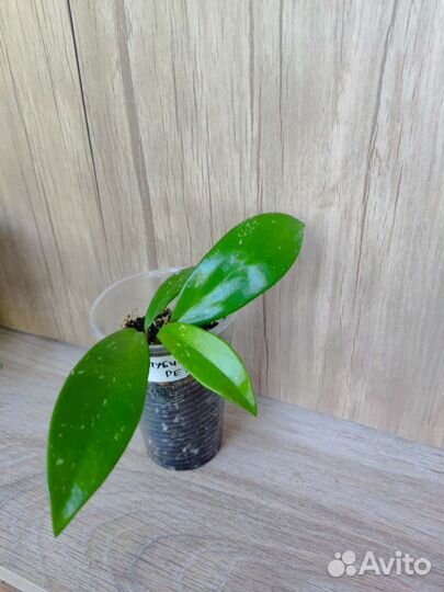 Сортовая хойя, укорененые черенки