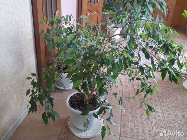 Фикус Бенжамина большой